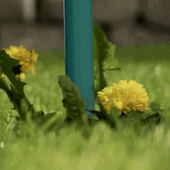 GreenThumb Pro Weed Vanquisher