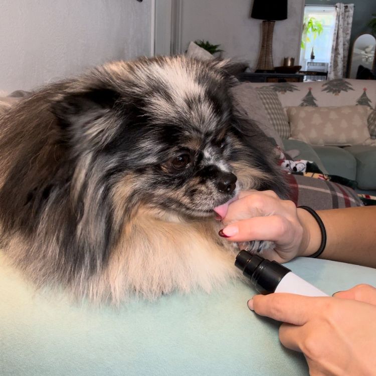 EasePaw Nail Trimmer