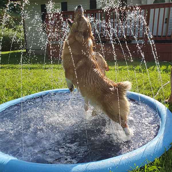 PupPlay Splash Pad™